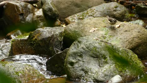 Small-tropical-bird-searching-for-food-on-the-river-bank-in-a-rain-forest