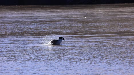 Ente,-Die-Flügel-Im-Fluss-Säubert