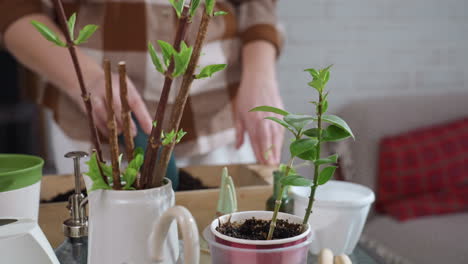 lower view of green plant cuttings in small clear glass vase with dark soil, blurry background of hands mixing soil using blue plastic scoop on wooden tray indoors under natural light