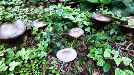 brown agaricus mushroom in a coniferous forest