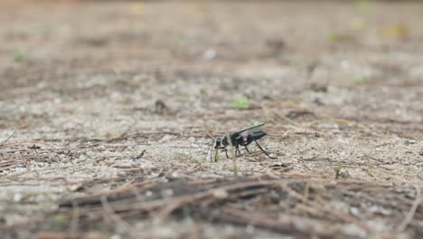 great black wasp digging in the sand sphex pensylvanicus