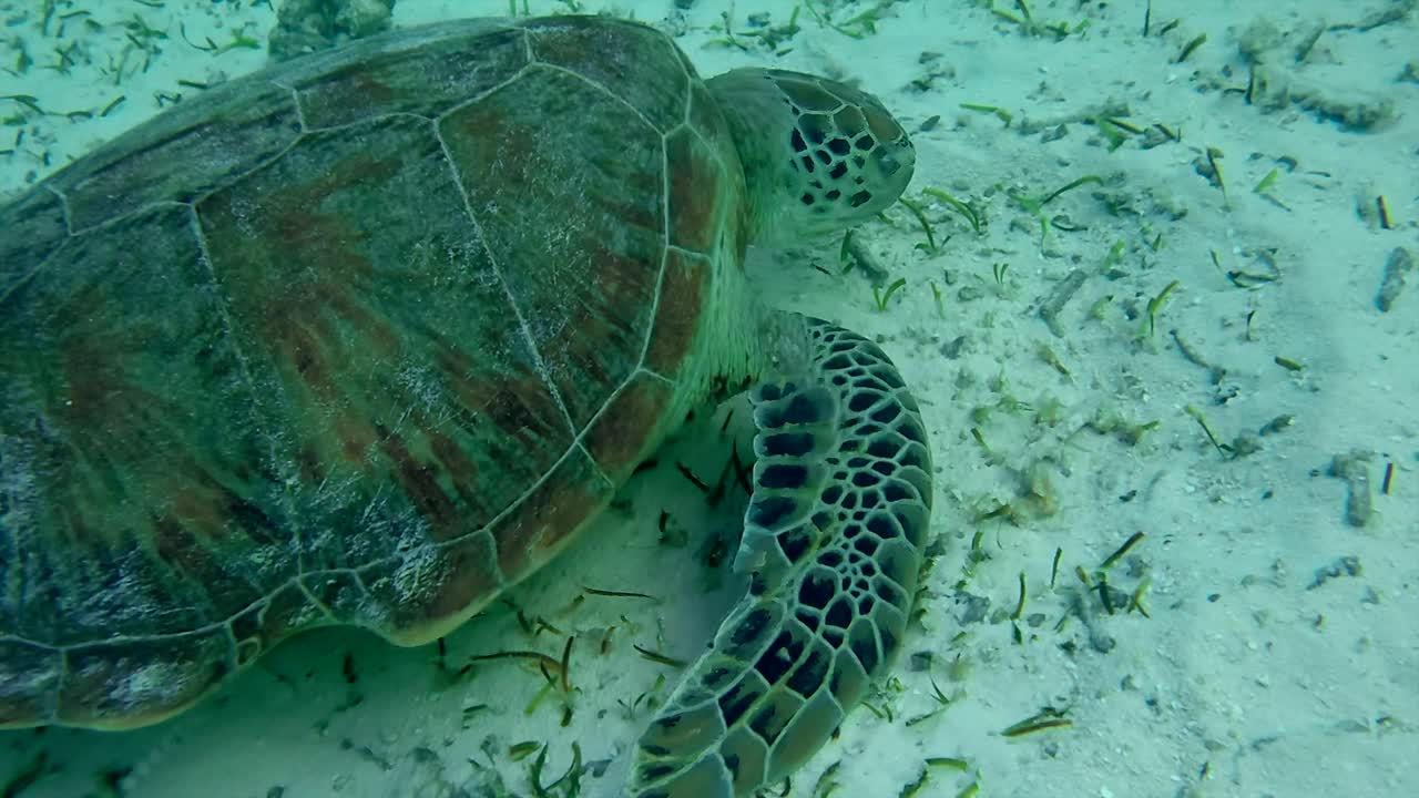 Sea Turtle Underwater