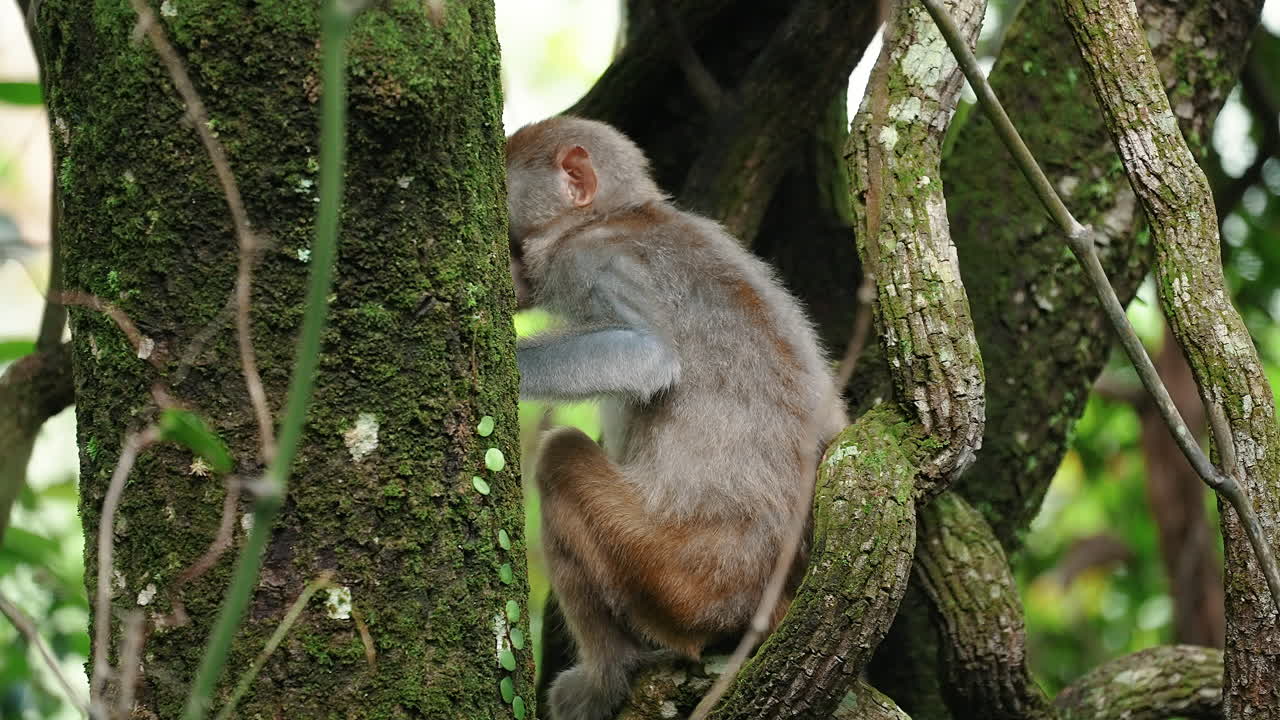 A little monkey having fun on the tree