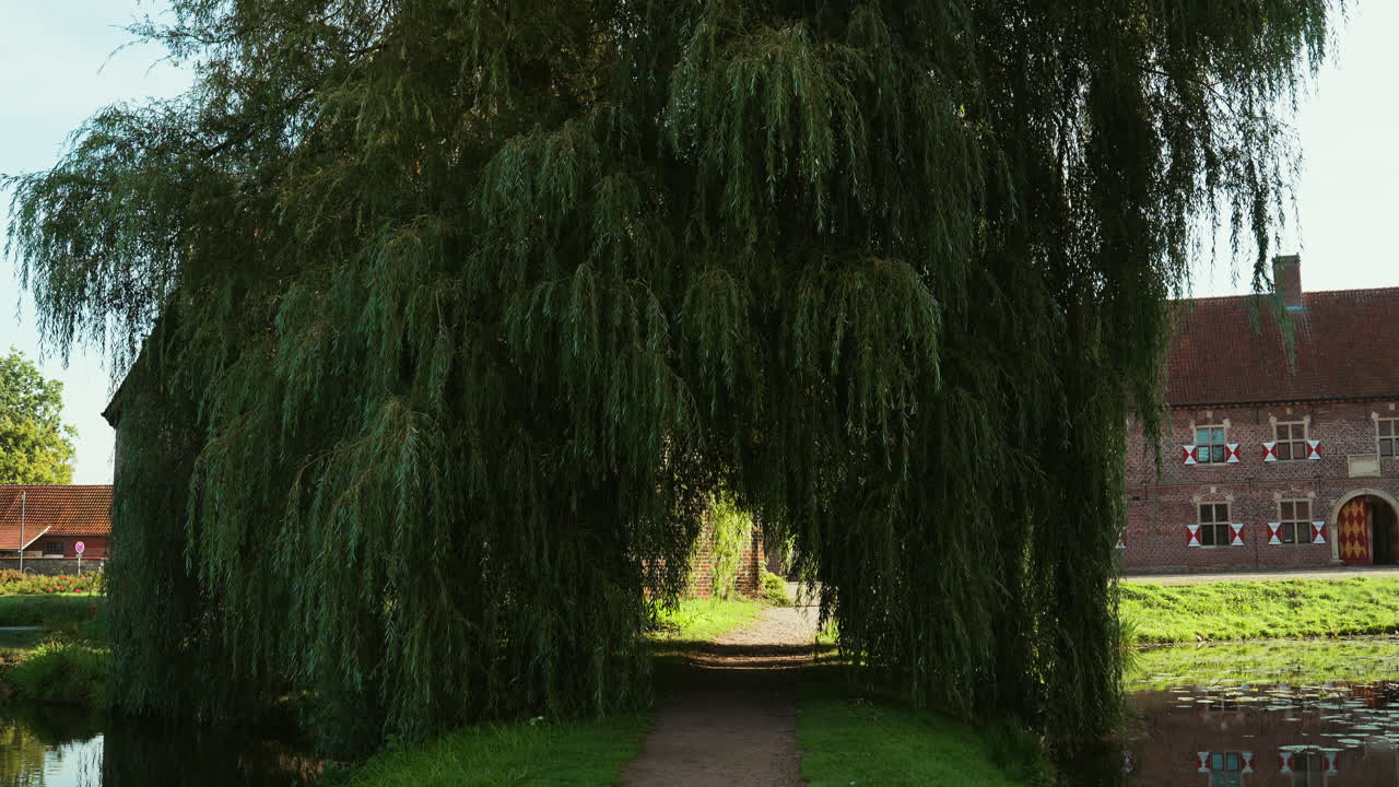 Elegant Salix babylonica tree in a German medieval style setting, surrounded by greenery and historic architecture. A tranquil blend of nature and cultural heritage