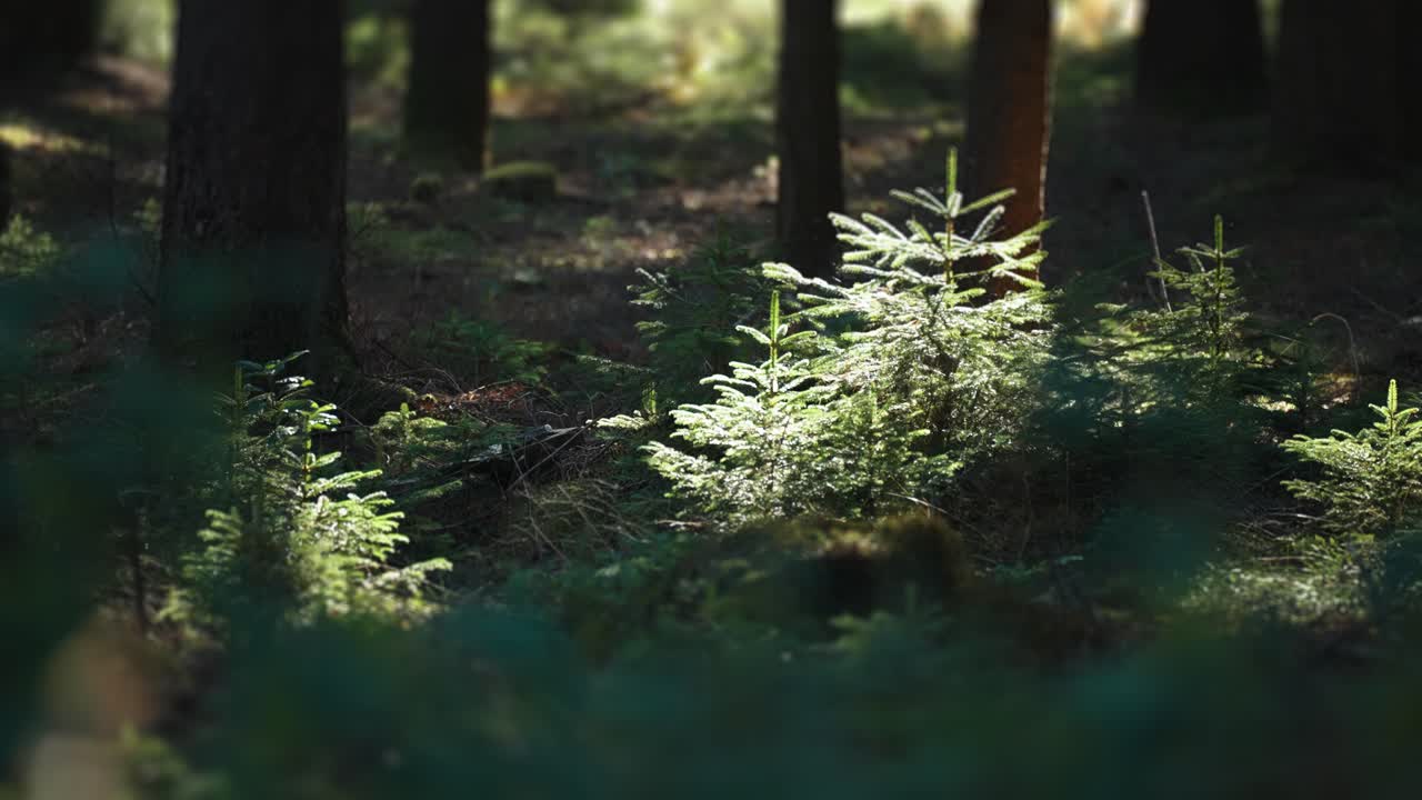 un árbol de pino joven iluminado por el bajo sol de otoño en el bosque oscuro