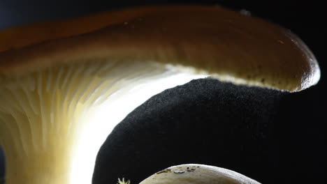 an oyster mushroom releasing millions of spores in fast forward - pleurotus ostreatus