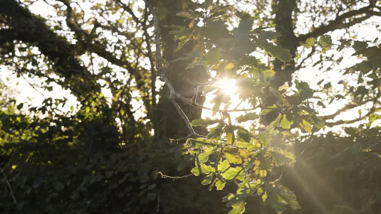 deslumbrante sol brillando detrás de la rama de un árbol con hojas durante el otoño