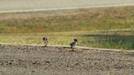 two baby masked lapwing plover birds on driveway cleaning and grooming