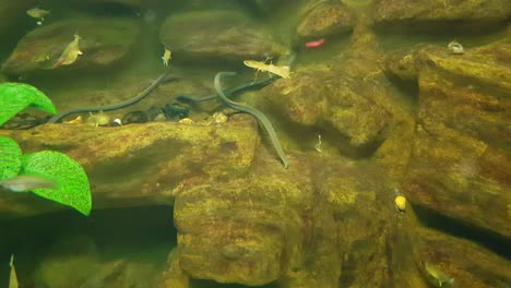 reedfishes and red nosed tetra fishes