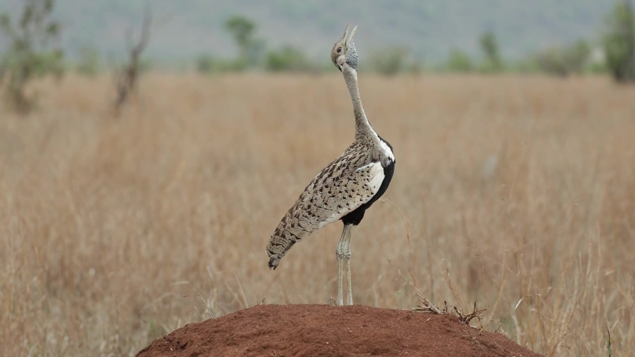 Bredt skud af en sortbuget trappe, der står på en termitbunke og kalder, Kruger Nationalpark