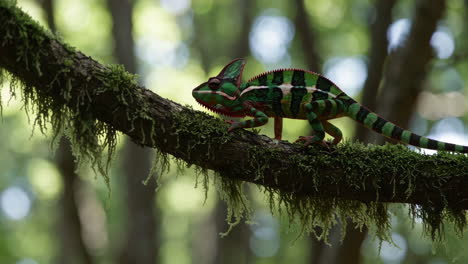 colorful chameleon on a branch in a lush forest