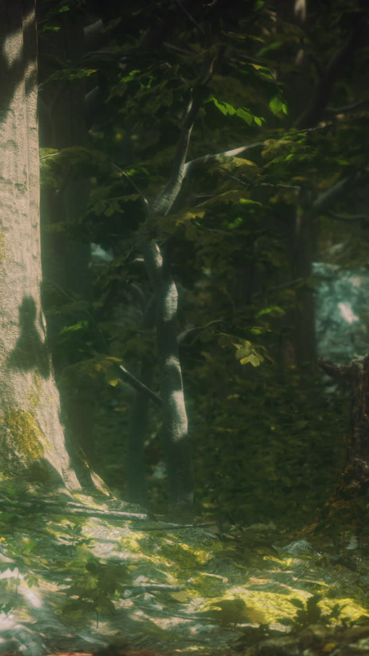 árboles viejos con liquen y musgo en el bosque verde