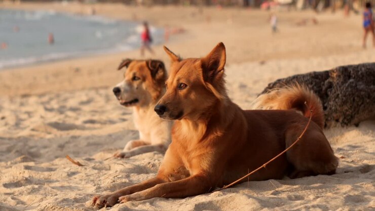 Cani sdraiati sulla spiaggia che guardano il tramonto