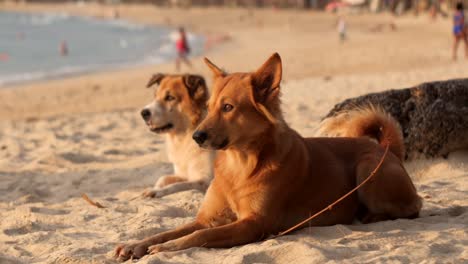 Hunde-Liegen-Am-Strand-Und-Beobachten-Den-Sonnenuntergang