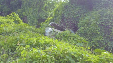 a car wreck abandoned in hawaii's jungle, disappearing under creeping vines