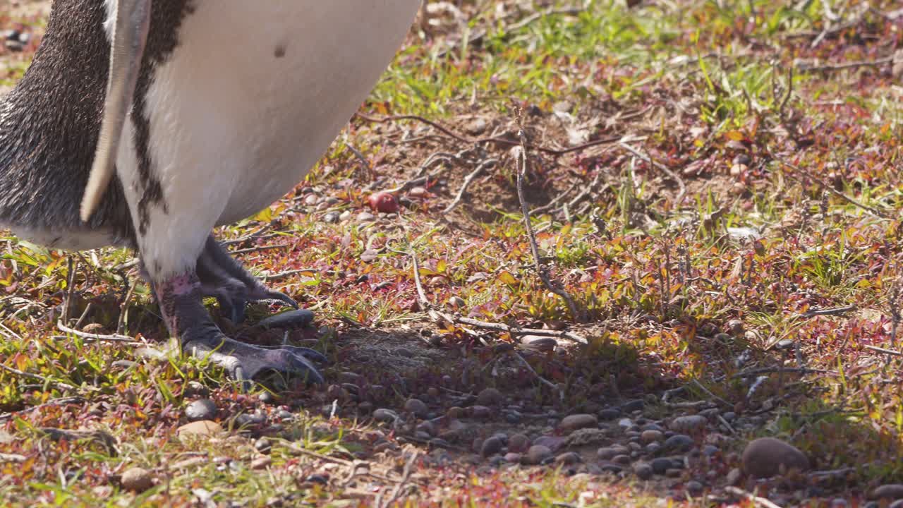 Slow motion Closeup of Magellanic penguin showing it from head and beak down to the webbed feet showing its wonderful collar design