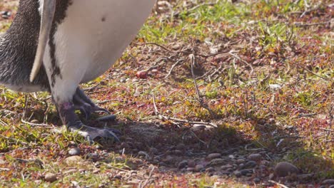 close-up en cámara lenta del pingüino de magallanes que lo muestra desde la cabeza y el pico hasta las patas palmeadas que muestran su maravilloso diseño de collar