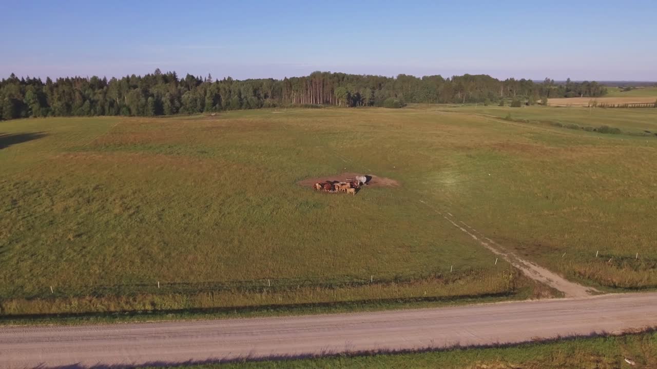 Herd of Cow Cattle in Pasture Fenced Wire. Aerial Arc Right