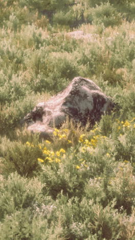 a large rock sits amidst a field of yellow wildflowers and green grass