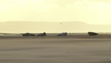 Focas-Descansando-En-La-Playa-Al-Atardecer---Amplia