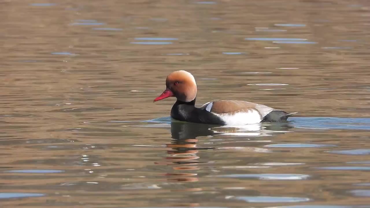 Fistione turco che nuota su un lago calmo.