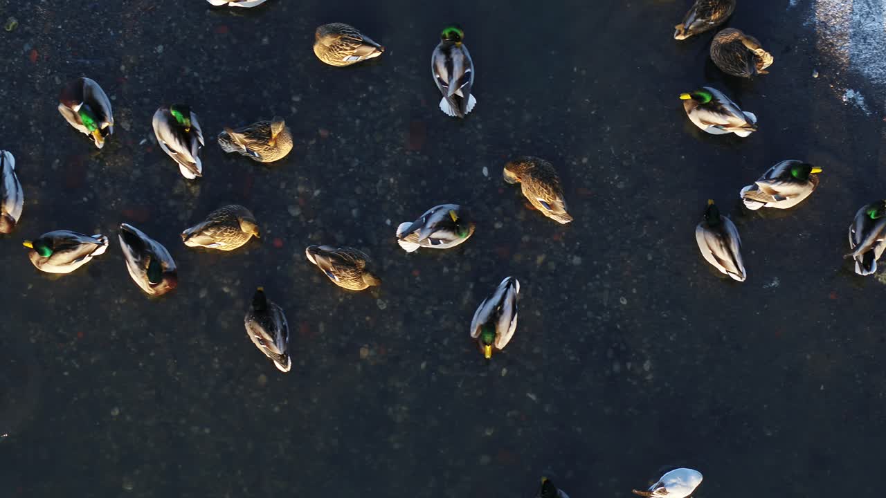 vista aérea de drones de patos