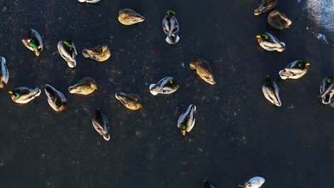 drone aerial view of ducks