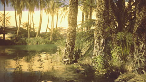 oasis in the desert