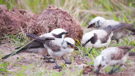 southern white-crowned shrike birds pecking at dung remains in grass