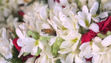 una abeja está recolectando miel de una guirnalda de flores de ranunculus