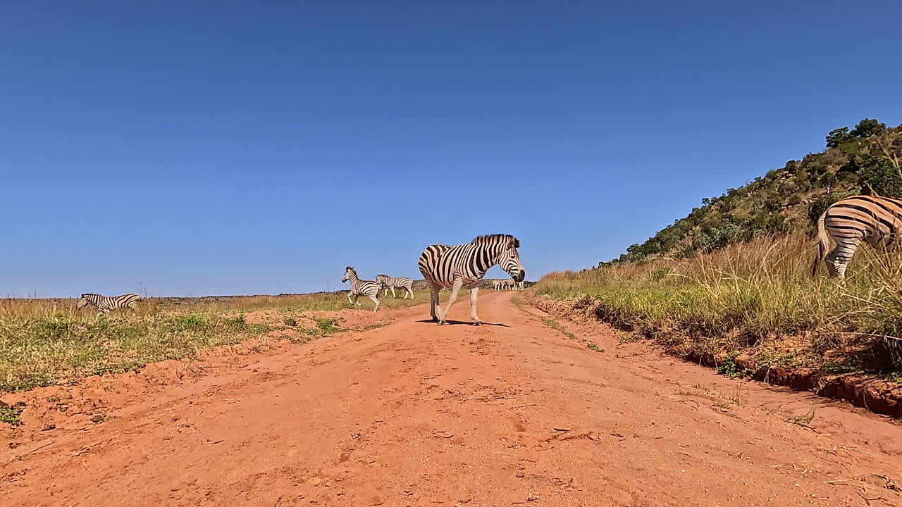 Safari con ripresa dal basso che si muove attraverso una mandria di zebre su una polverosa strada africana.