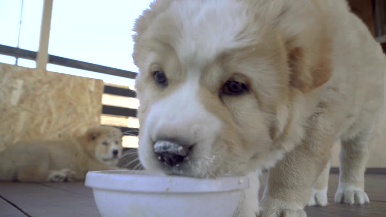 알라바이 품종의 강아지