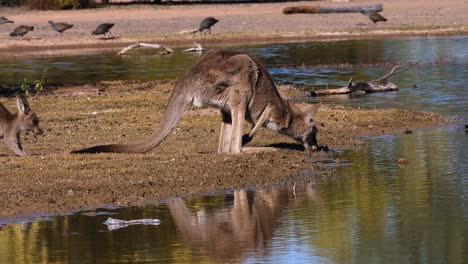 kangaroos graze near a lake in australia 1