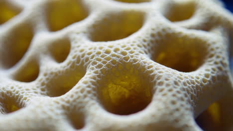 close-up view of a coral structure