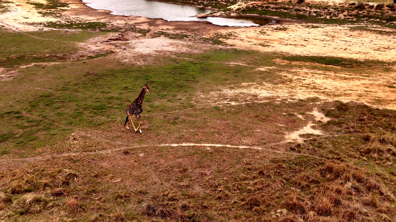 High angle drone view of majestic African giraffe bull striding over drying pan