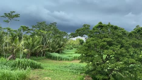 Tropical-Lush-Under-Stormy-Cloudy-Sky
