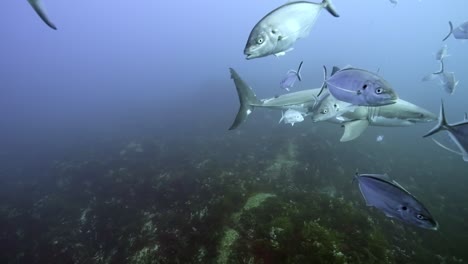 Gran-Tiburón-Blanco-Con-Cicatrices-De-Batalla-Carcharodon-Carcharias-4k-Primer-Plano-De-Tiburón-Con-Cicatrices-Islas-Neptuno-Sur-De-Australia