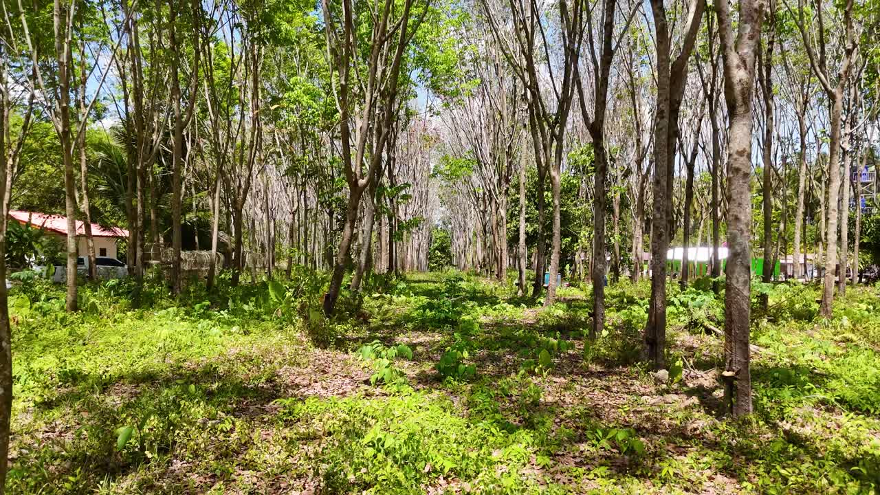 A tranquil view of a rubber plantation in Phuket, Thailand, with lush greenery and sunlight filtering through the trees