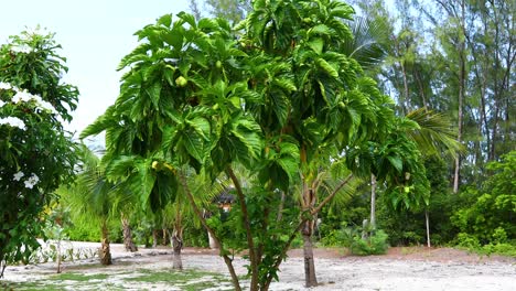 video estático de un árbol noni morinda citrifolia en exuma en las bahamas