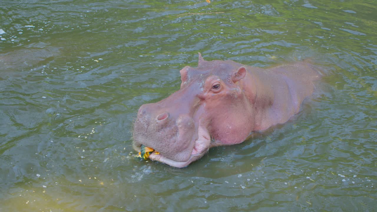 Hipopótamo comiendo