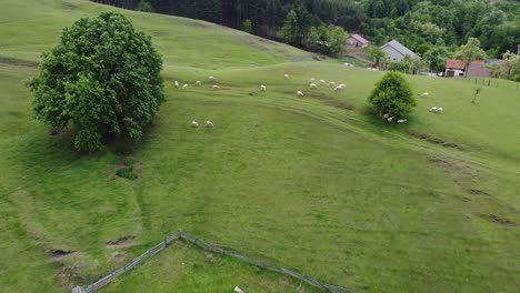 sheep on a hill covered with grass