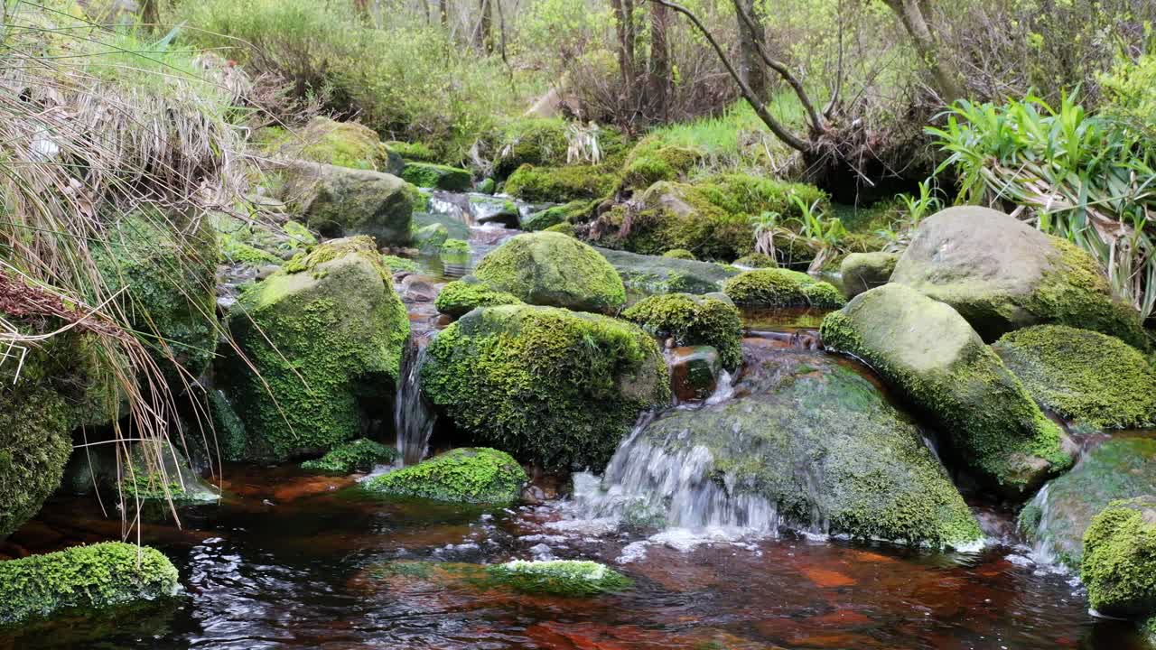 cascada de arroyo de bosque en movimiento lento, escena de serenidad de la naturaleza con piscina tranquila debajo, vegetación exuberante y piedras cubiertas de musgo, sensación de paz y belleza intacta de la naturaleza en el ecosistema forestal
