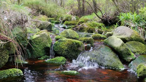 Slow-moving-forest-stream-waterfall,-nature's-serenity-scene-with-tranquil-pool-below,-lush-greenery-and-moss-covered-stones,-sense-of-peacefulness-and-untouched-beauty-of-nature-in-forest-ecosystem