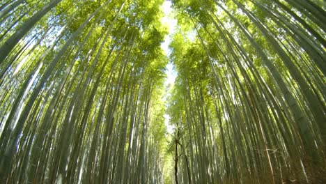 Walking-throught-the-bamboo-forest-with-not-tourist-using-a-fisheye-lens-in-Kyoto,-Japan-midday-slow-motion-4K