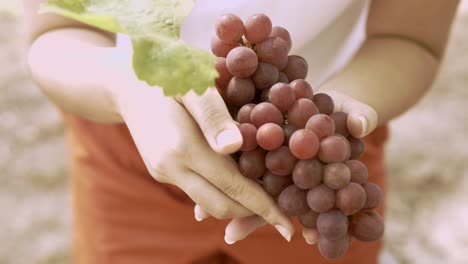 viñedo de uva orgánica con muchos racimos de uvas para la cosecha