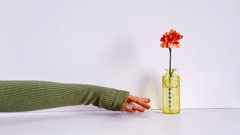 un solo clavel en un jarrón amarillo, sostenido por una mano en un suéter verde
