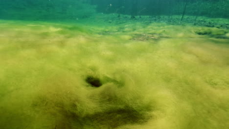 Underwater-shot-of-aquatic-plants-of-the-pond-during-sunny-day