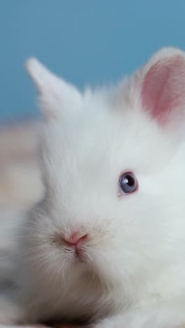 a white rodent with whiskers and fur is laying on a bed gazing at the camera