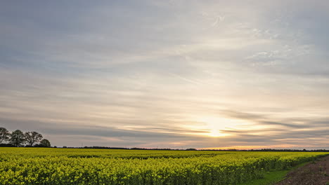 Zeitrafferaufnahme-über-Einem-Rapsfeld-Am-Abend,-Während-Die-Sonne-über-Den-Horizont-Geht