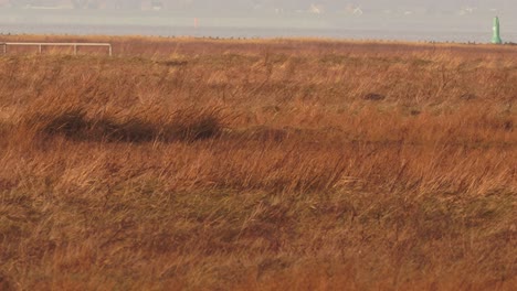 low flying short-eared owl swooping down on prey in open grassland